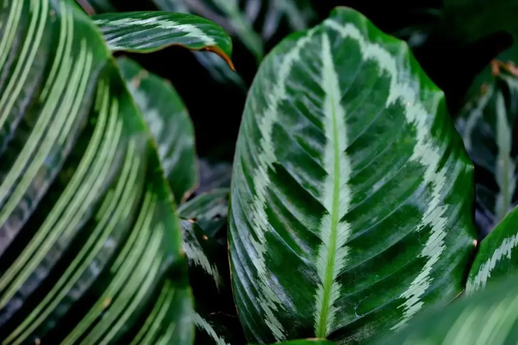 Calathea leaf showing the potential benefits of misting.