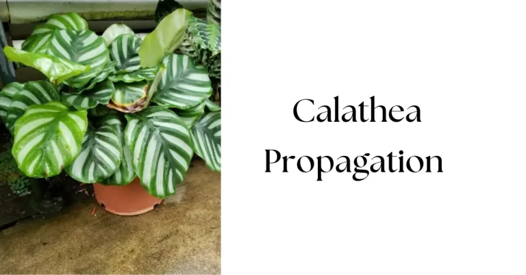How to Propagate Calathea: A Step-by-Step Guide