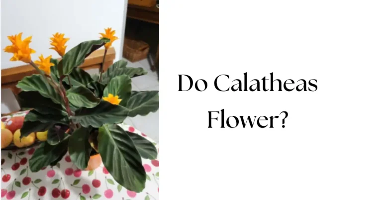 Do Calatheas Flower? A Simple Guide to Encouraging Blooms