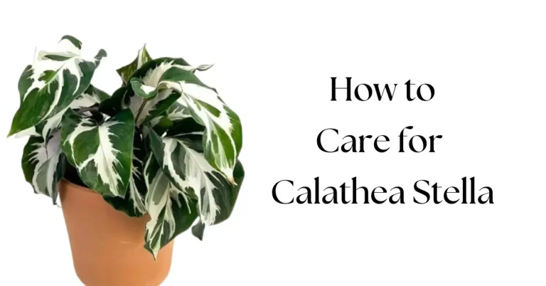 Calathea Stella Care Guide: Easy Steps for a Thriving Plant