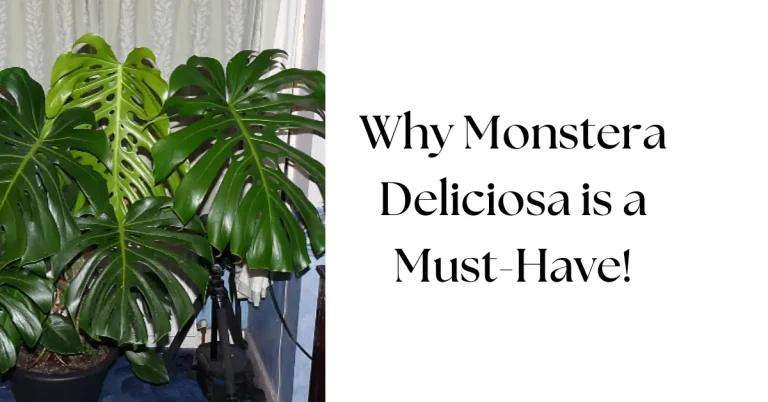 The Incredible Benefits of Monstera Deliciosa