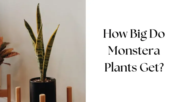 How Big Do Monstera Plants Get? The Ultimate Guide About Their Growth