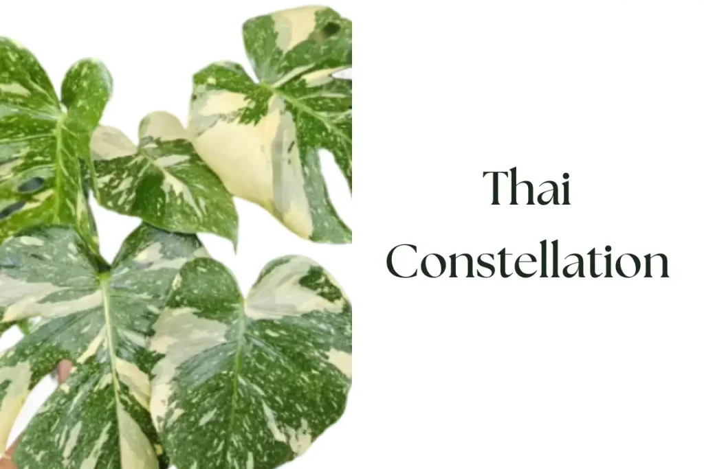 Monstera Thai Constellation