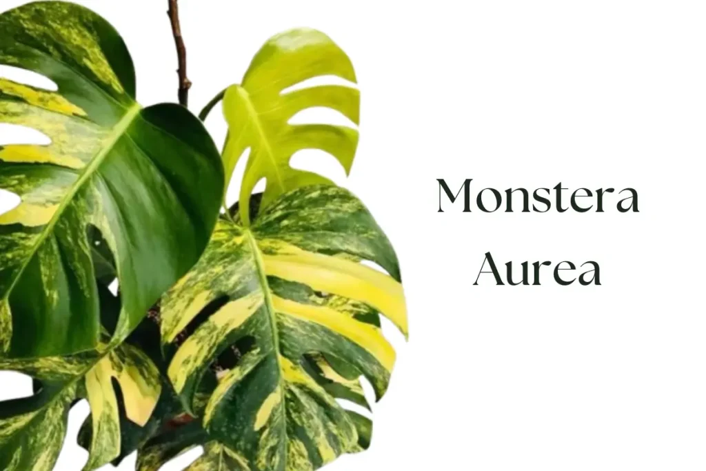 Monstera Aurea (Yellow Variegated Monstera)