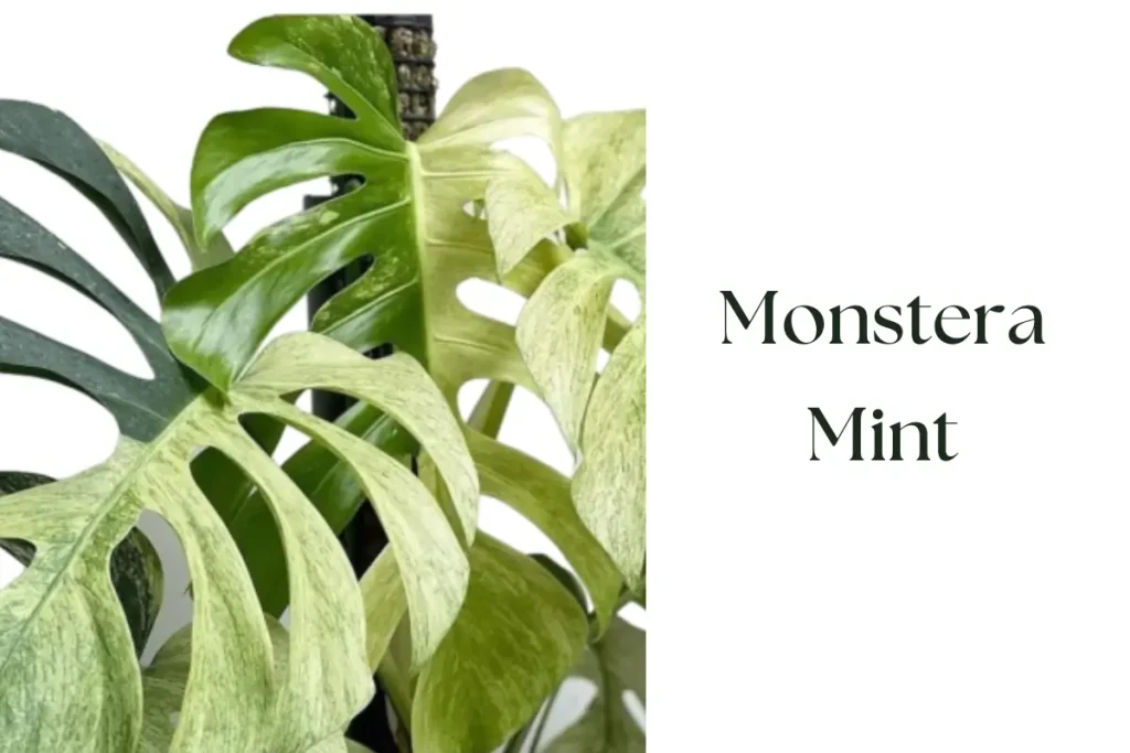 Monstera Mint (Speckled Green-White Variegation)