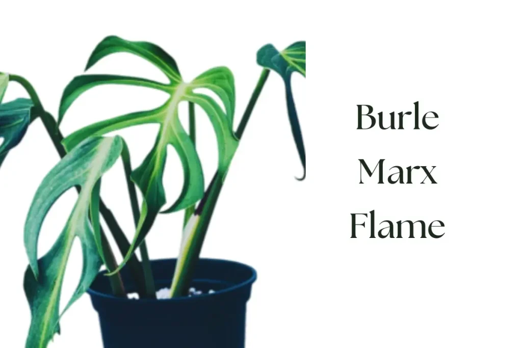Monstera Burle Marx Flame