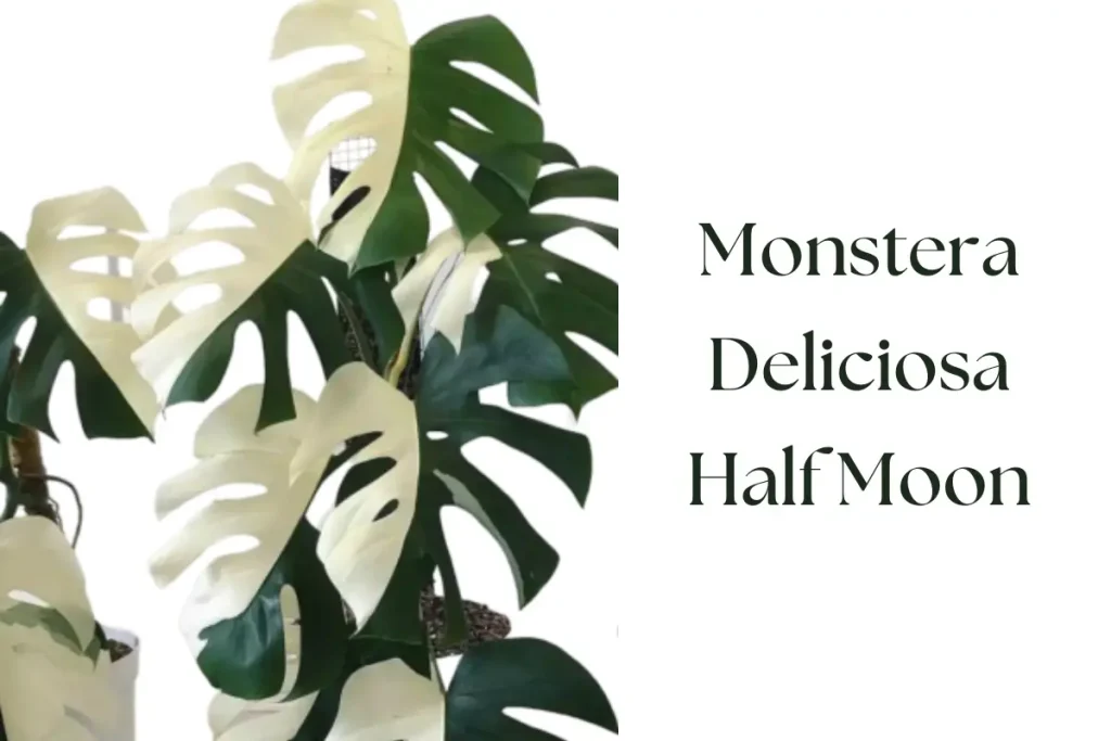 Monstera Deliciosa Half Moon