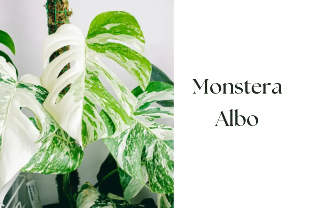 Monstera Albo (Monstera deliciosa ‘Albo Variegata’)