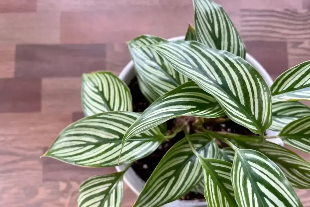 Calathea Plant in a pot.