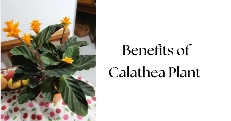 Calathea Plant Benefits: A Stunning, Pet-Friendly Indoor Companion
