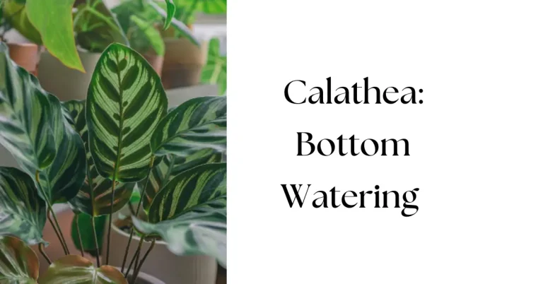 How to Water Calathea from Bottom: Step-by-Step Guide
