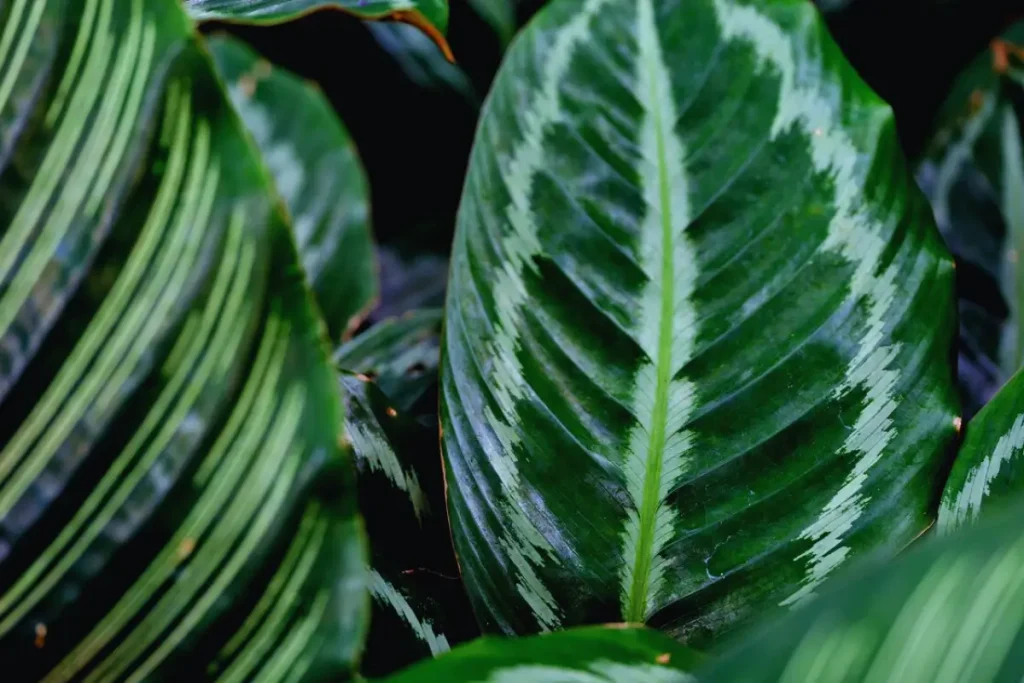 Calathea leaf ready for propagation