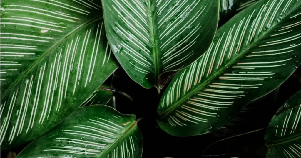 Close-up of a Calathea Beauty Star plant