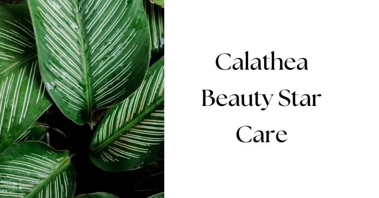 Calathea Beauty Star Care: Ultimate Tips for Thriving