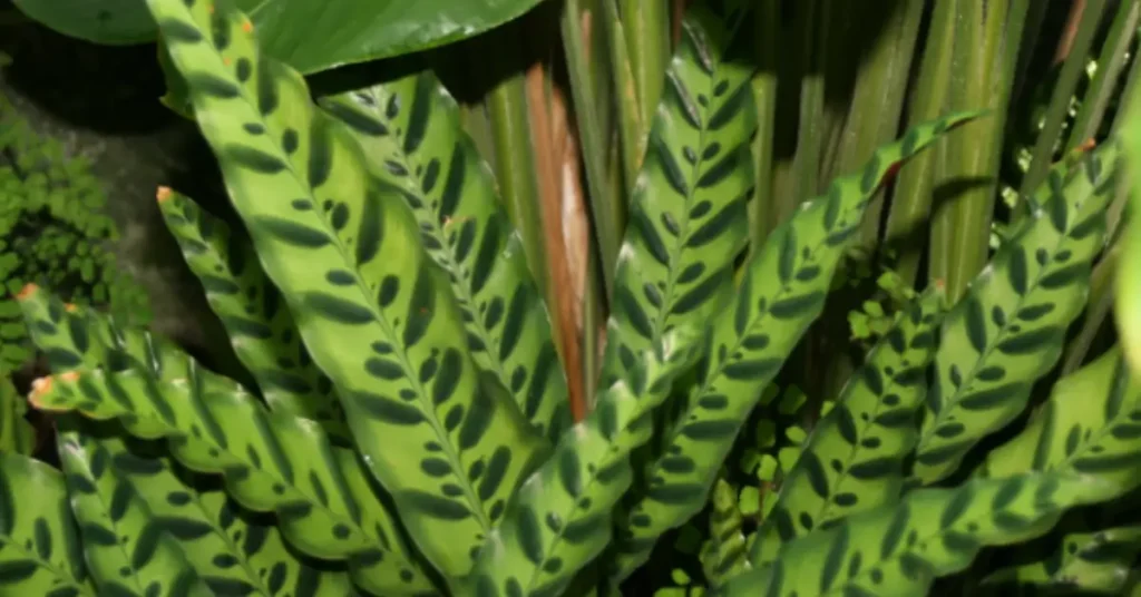 Calathea Lancifolia ( Rattlesnake Plant) with distinctive long, narrow leaves.