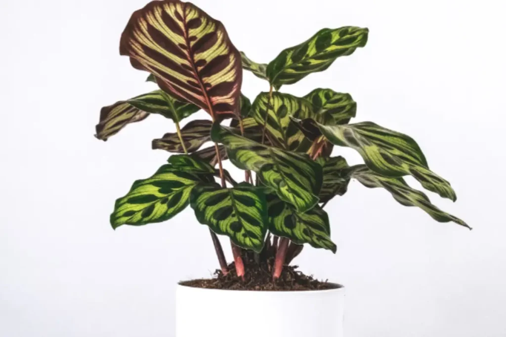 A Calathea plant with vibrant green and burgundy leaves in a white pot