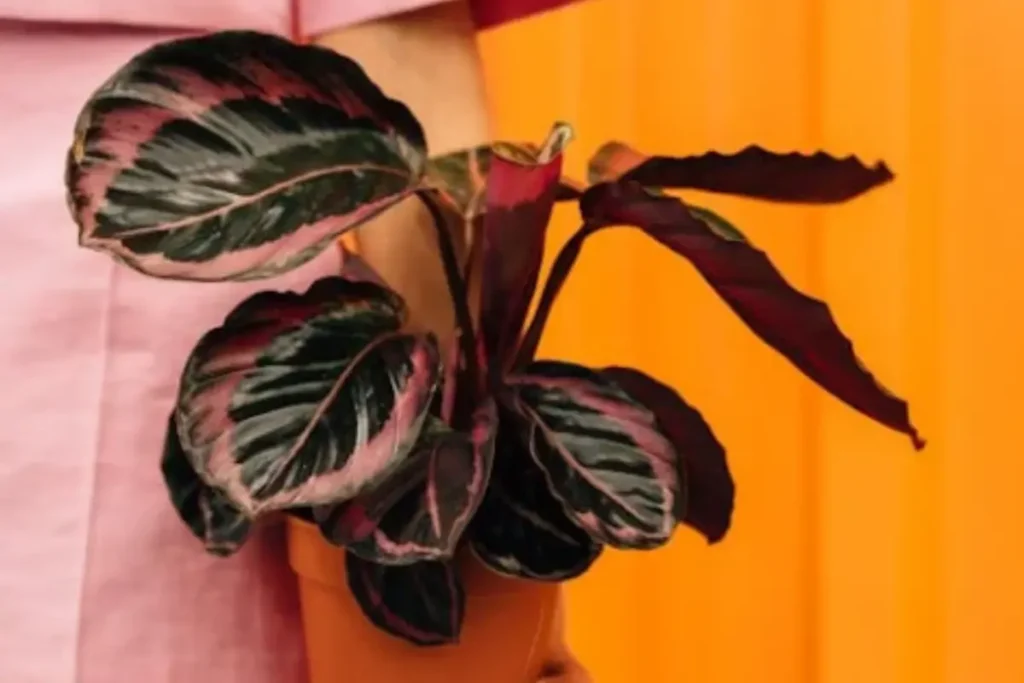Calathea Turning Brown