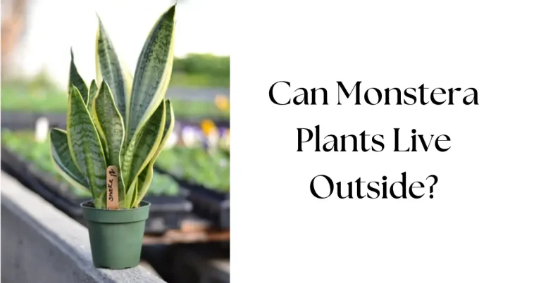 Can Monstera Plants Live Outside