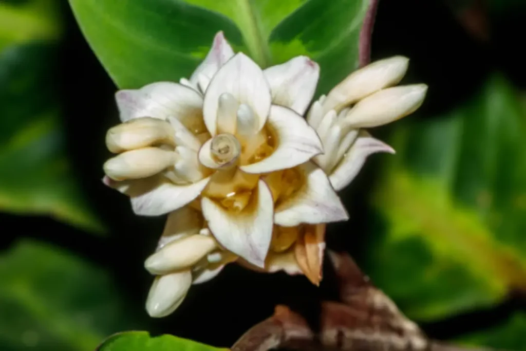 Close-up of a white yellow Calathea flower