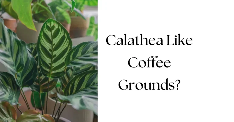 Do Calathea Like Coffee Grounds? A Complete Guide to Eco-Friendly Plant Care