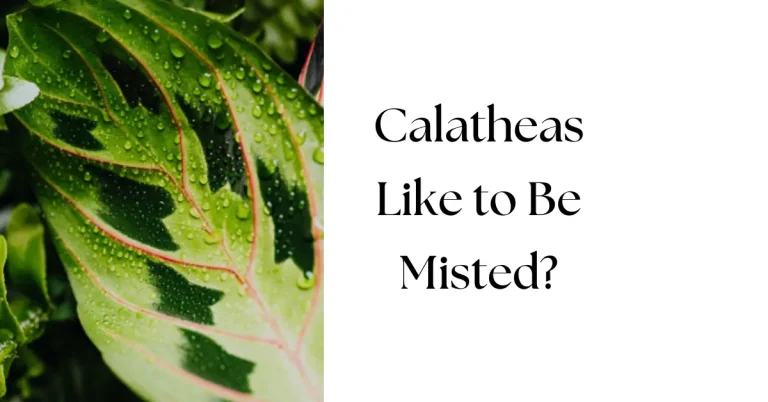 Do Calatheas Like to Be Misted? Tips for Healthy, Happy Plants