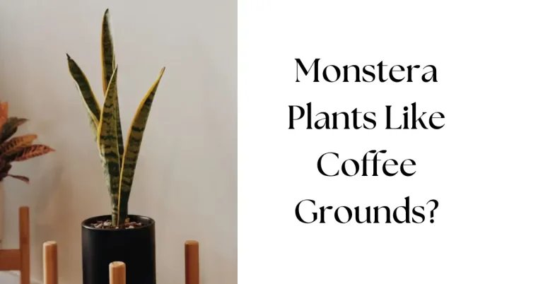 Do Monstera Plants Like Coffee Grounds: What You Need To Know