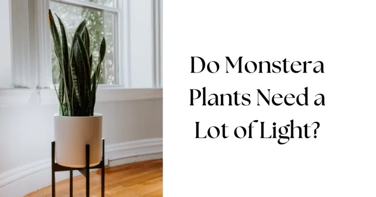 Do Monstera Plants Need a Lot of Light