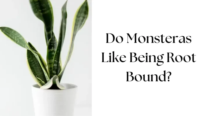 Do Monsteras Like Being Root Bound