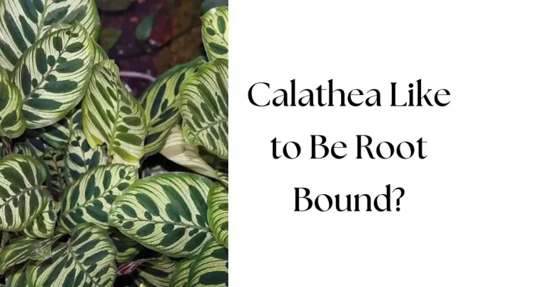 Does Calathea Like to Be Root Bound