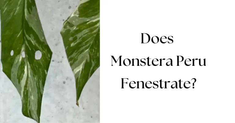 Does Monstera Peru Fenestrate: Everything You Need to Know