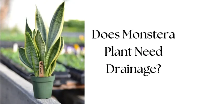 Does Your Monstera Plant Need Drainage