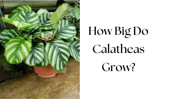 How Big Do Calatheas Grow