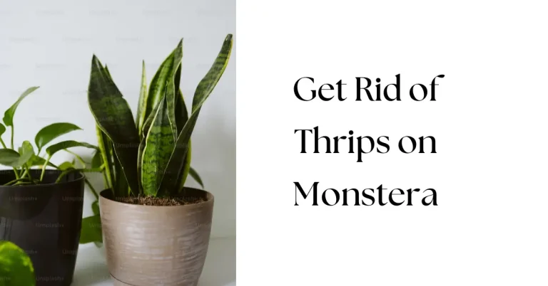 How to Get Rid of Thrips on Monstera: Step-by-Step Guide