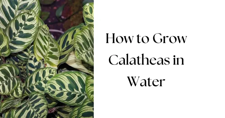 How to Grow Calatheas in Water: A Step-by-Step Guide