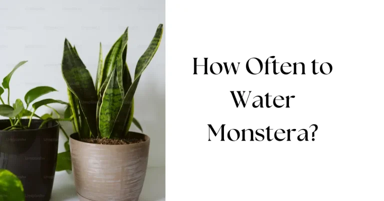 How Often Should You Water Your Monstera