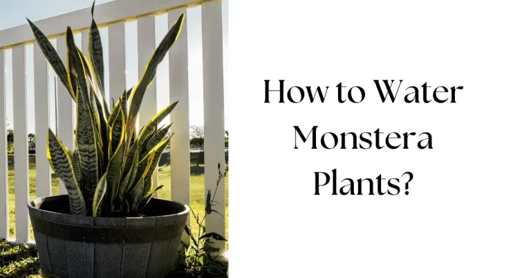 How to Water Monstera Plants: A Step-by-Step Guide