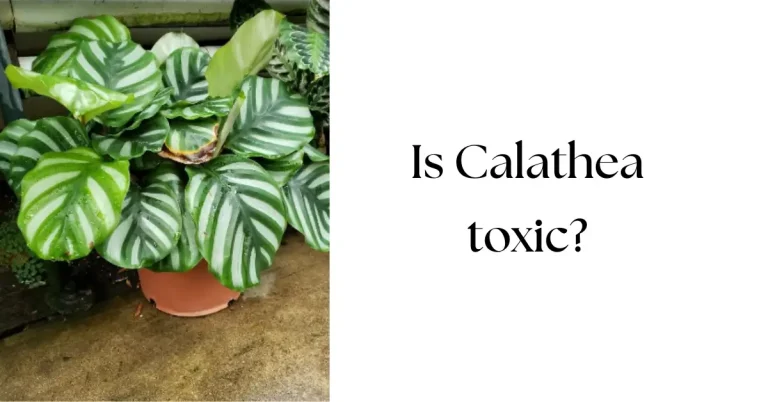 Is Calathea Toxic: Everything You Need to Know for Pets and People