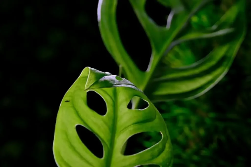 A healthy Monstera Adansonii Swiss Cheese Plant leaf.
