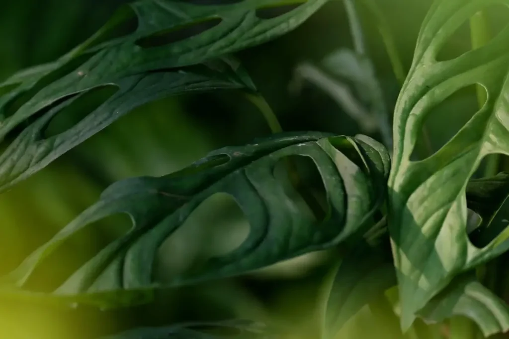 Close-up of a monstera leaf