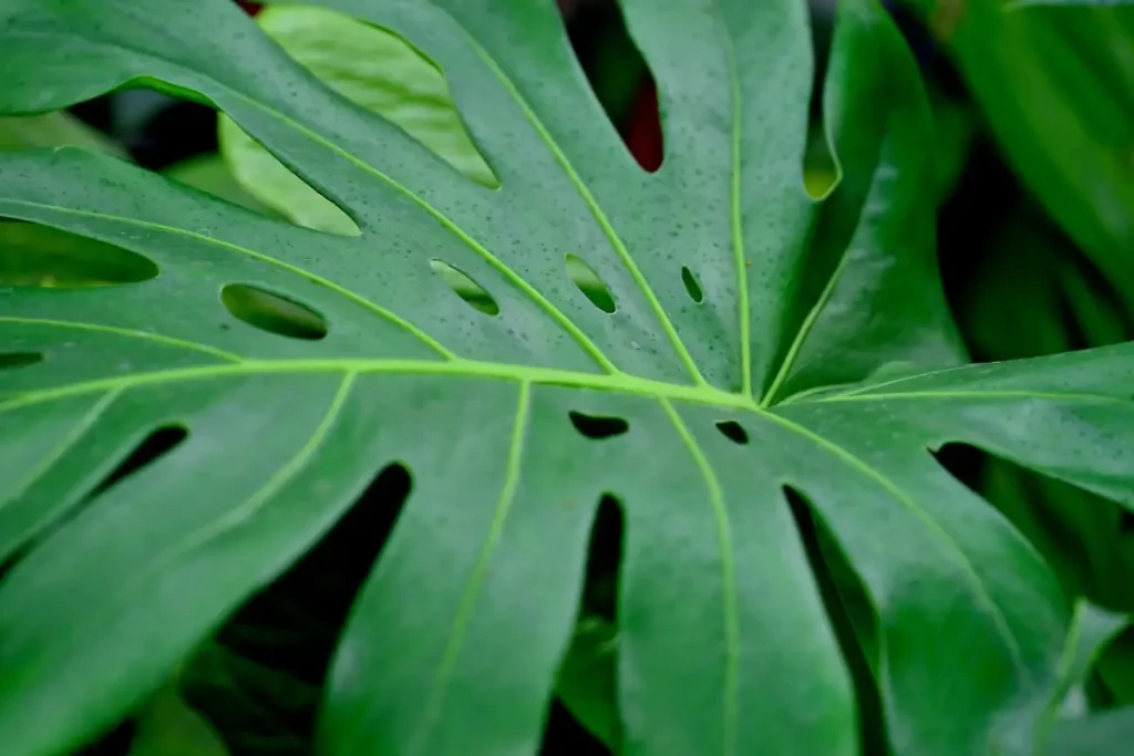 Monstera deliciosa, showing healthy leaves that indicate proper watering.