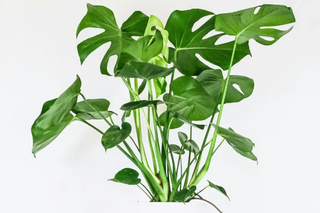 Styling your home with a Monstera Deliciosa