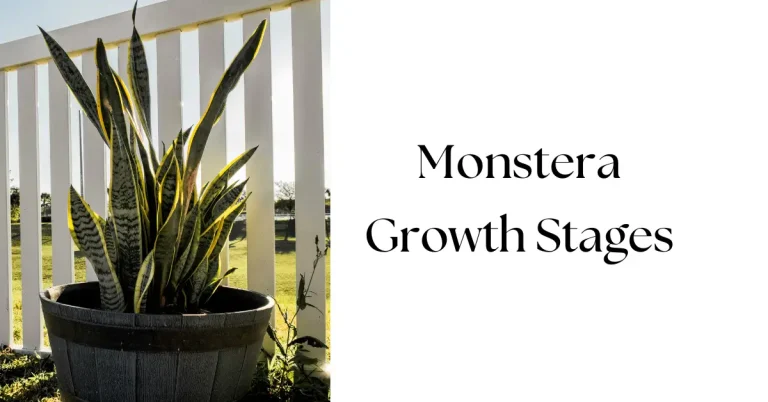 Monstera Growth Stages: A Complete Guide to Growing Your Plant