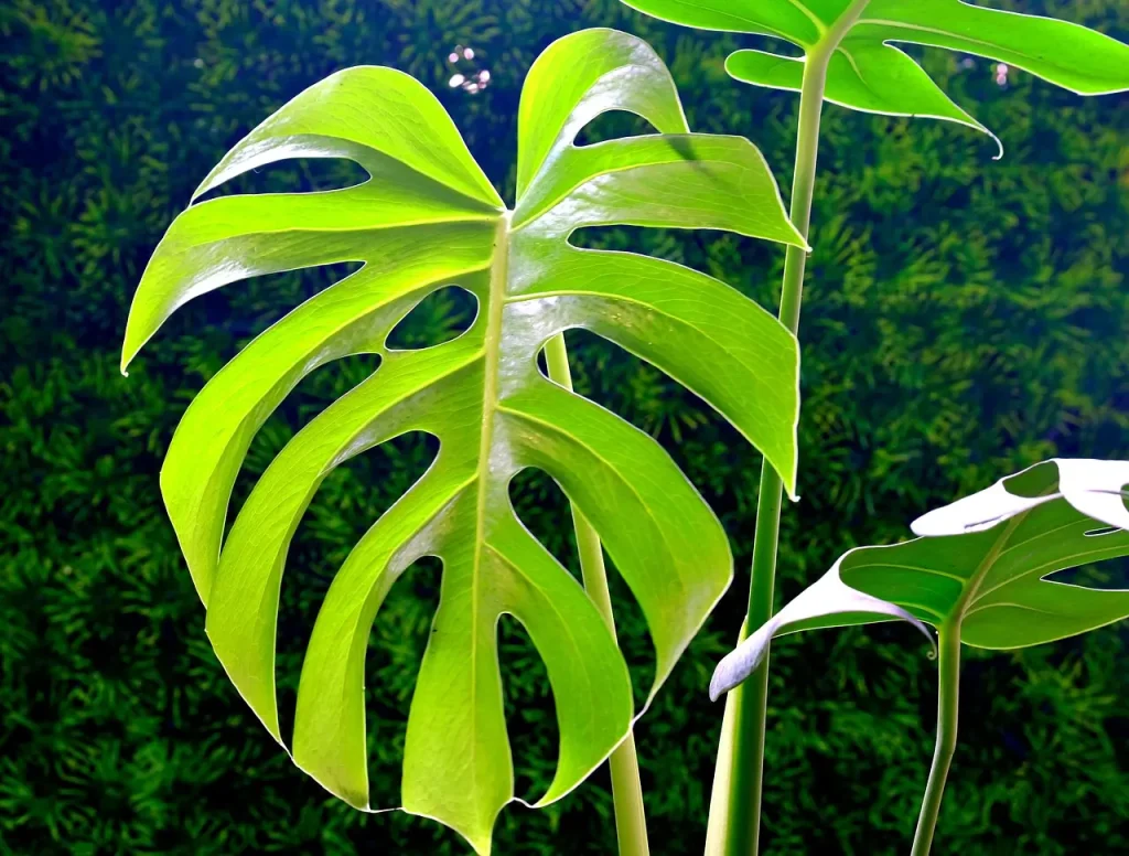 Close-up of a vibrant Monstera deliciosa leaf