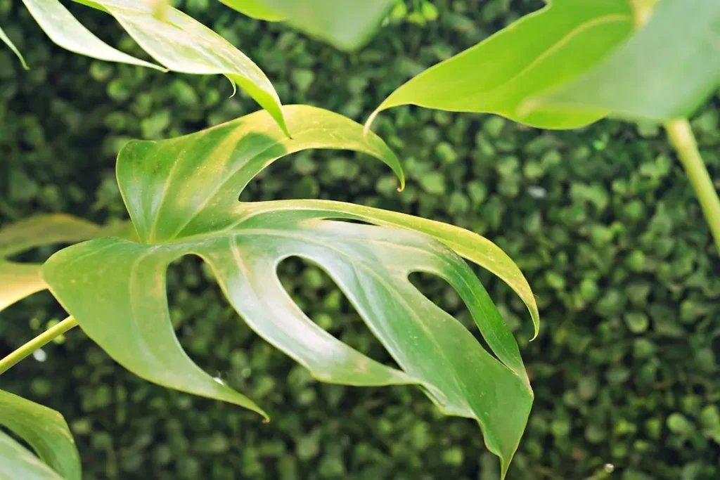 Close-up of a Monstera Adansonii leaf.