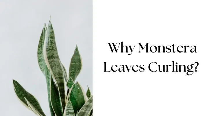 Why Are My Monstera Leaves Curling: Common Problems and Fixes
