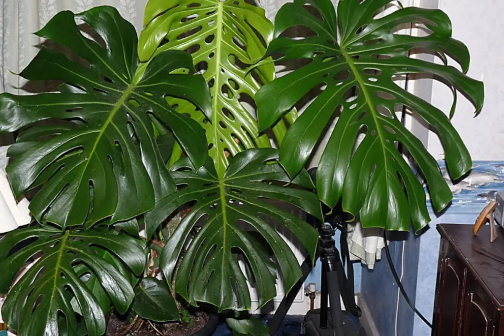 Beautiful Monstera deliciosa, the Swiss cheese plant