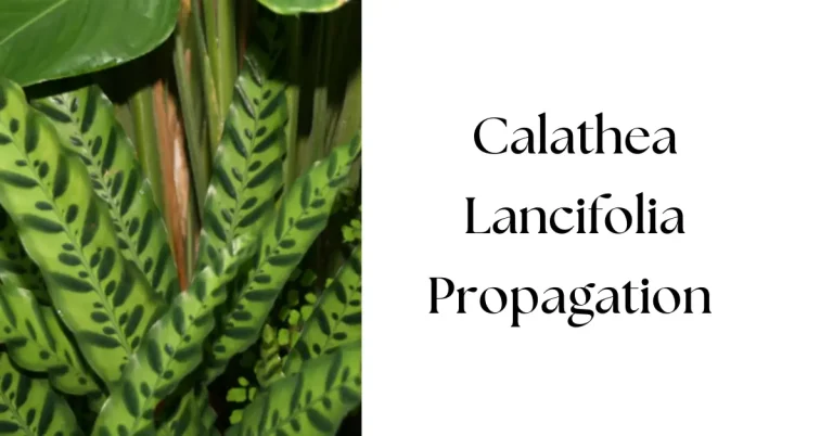 How to Propagate Calathea Lancifolia (Rattlesnake Plant)