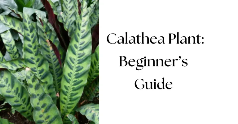 What is a Calathea Plant? A Complete Beginner’s Guide