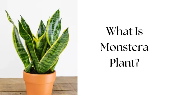 What Is Monstera Plant? Everything You Need to Know