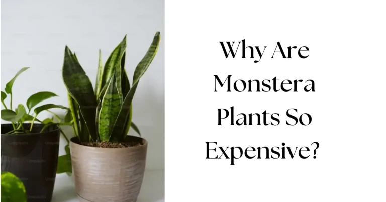 Why Are Monstera Plants So Expensive But Worth It
